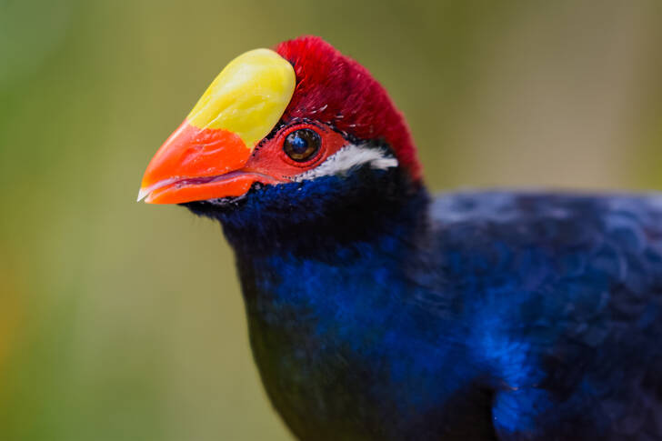 Pulcino di turaco dell'Africa centrale