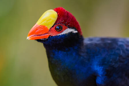 Poussin de touraco centrafricain