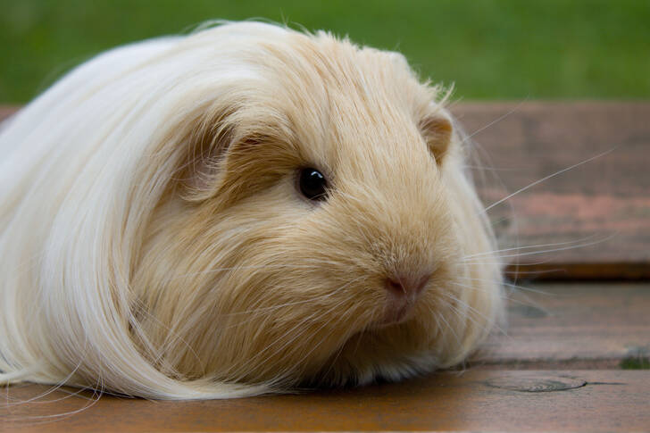 Sheltie-Meerschweinchen