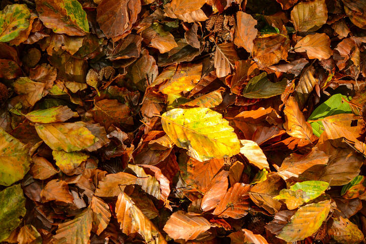 Dry autumn leaves