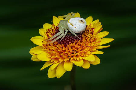 En edderkopp på en gul blomst