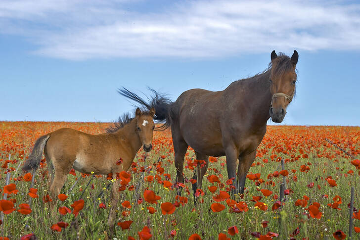 Horse and foal in a poppy field