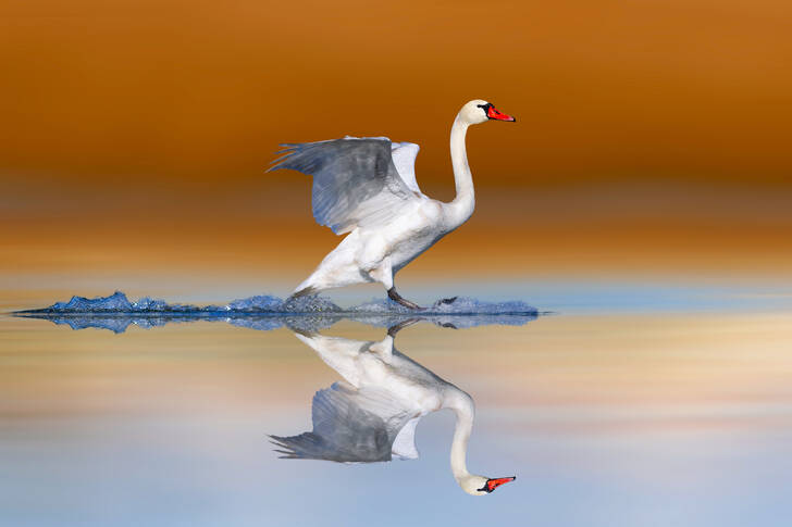 Swan over water