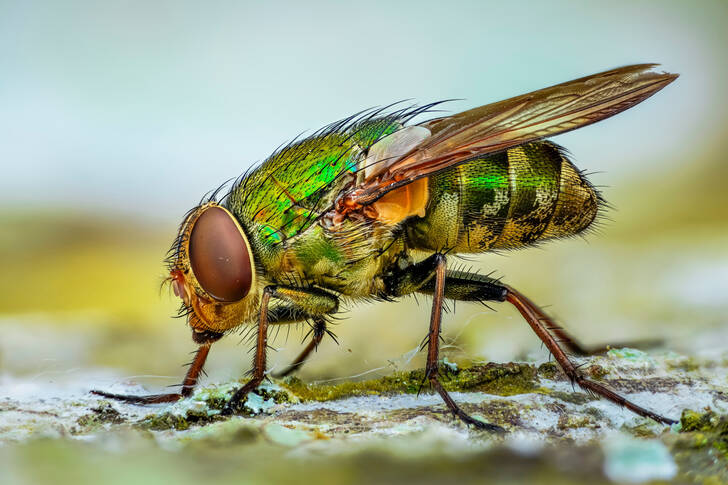 Green fly