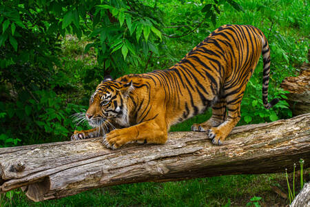 Tiger på en træstamme