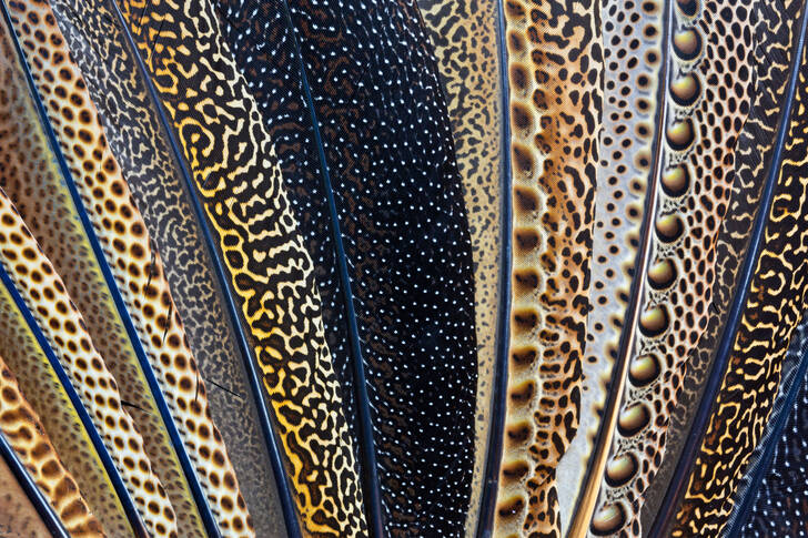Pheasant feathers