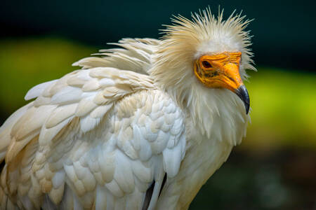 Burung hering Mesir