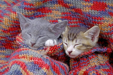 Anak kucing tidur di dalam sweter rajutan