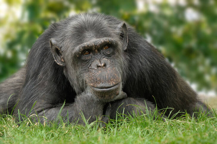 Chimpanzee in the meadow
