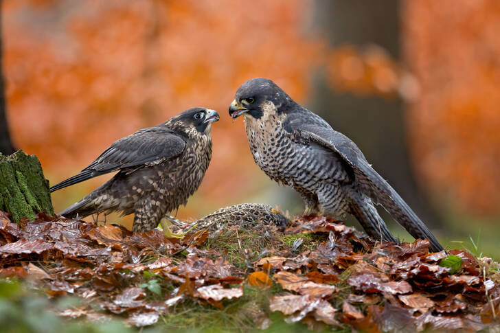 Peregrine falcons in the forest
