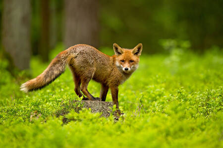 Red fox