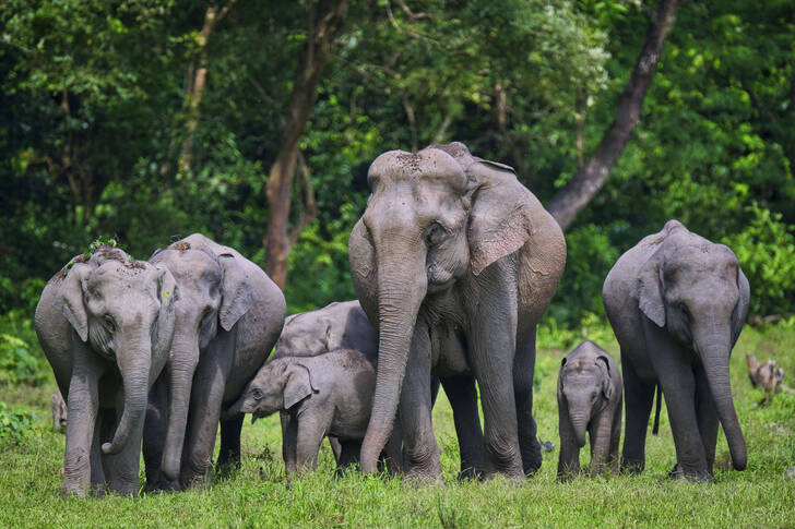 A herd of Asian elephants