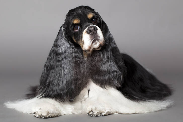 Amerikansk cocker spaniel
