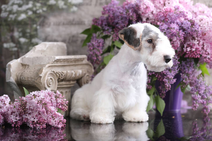 Sealyham-Terrier-Welpe