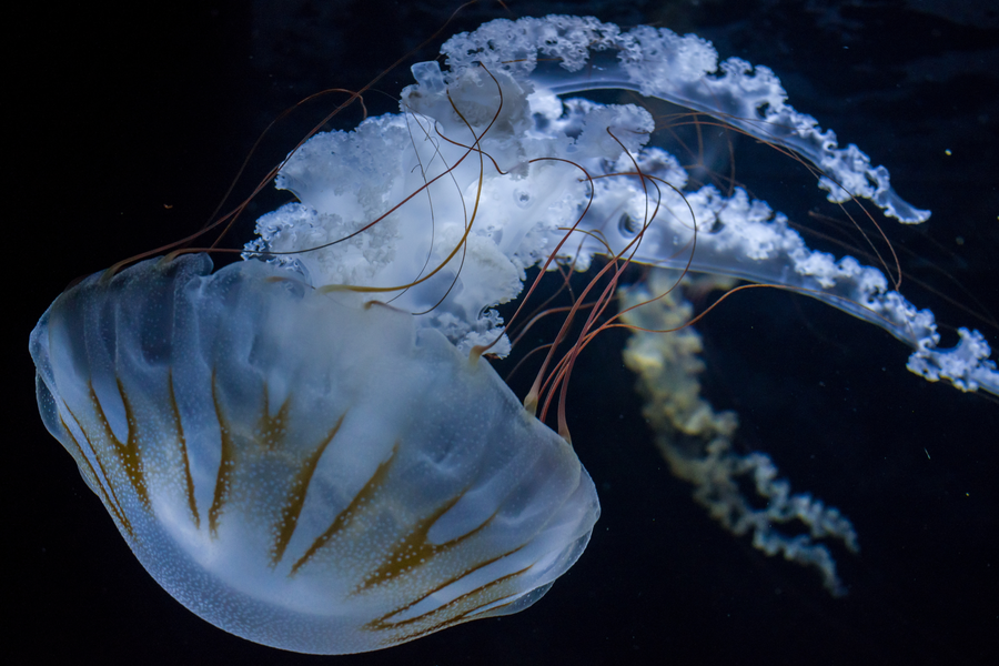 Meduus