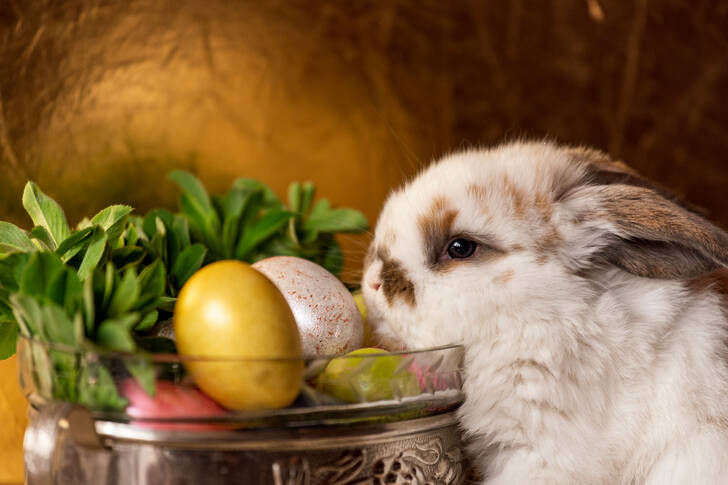 イースターエッグを持ったイースターバニー