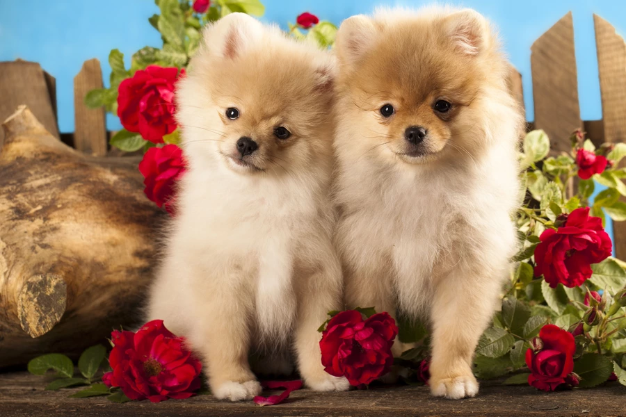 Pomeranian-pennut ja kukat