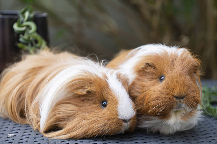 A pair of ginger-and-white guinea pigs