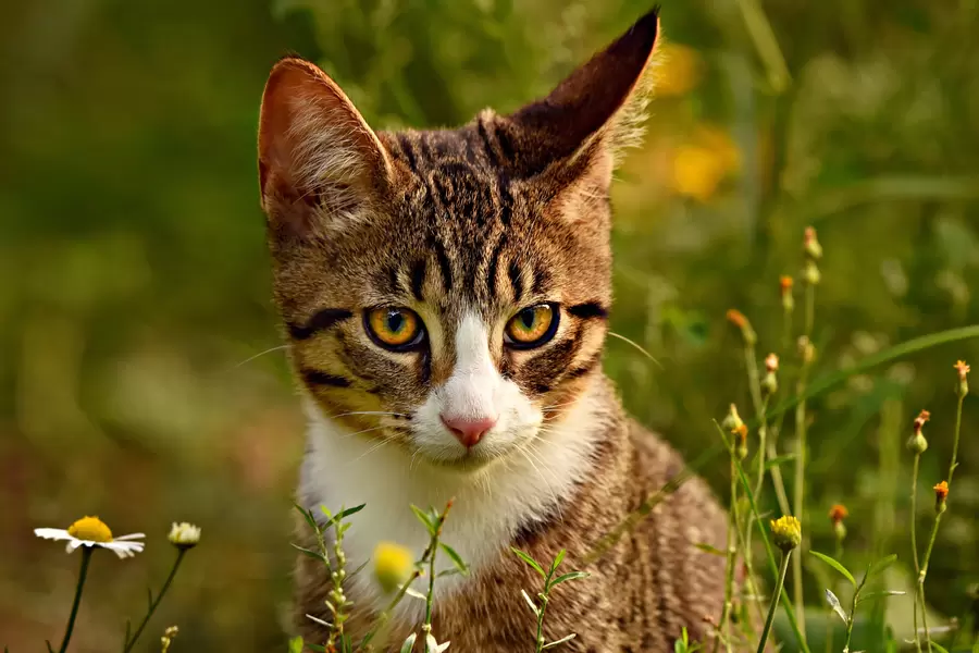 Раирана котка