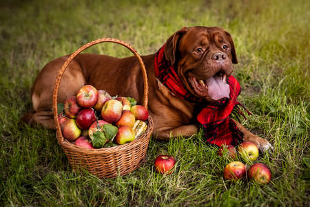 Röd mastiff bredvid en korg med mogna äpplen