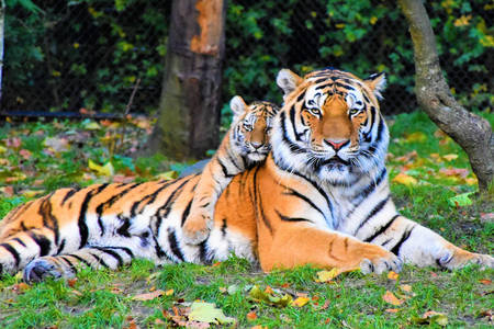 Tigrica sa mladunčem tigra