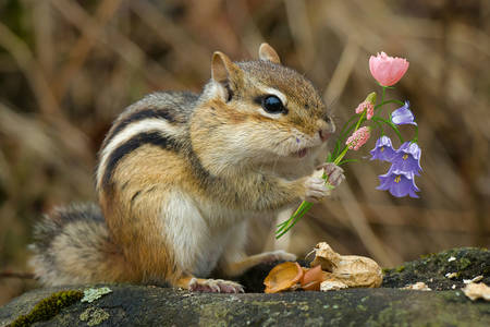 Wiewiórka z kwiatami
