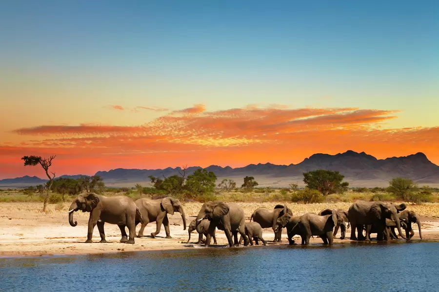 Éléphants au point d'eau