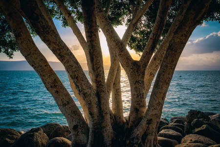 Albero sulla riva del mare di Galilea