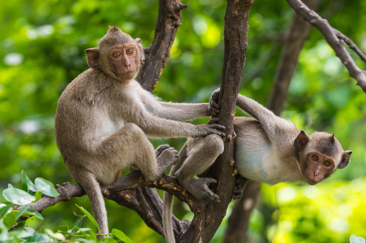 Bengálske makaky