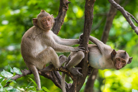Bengal macaques