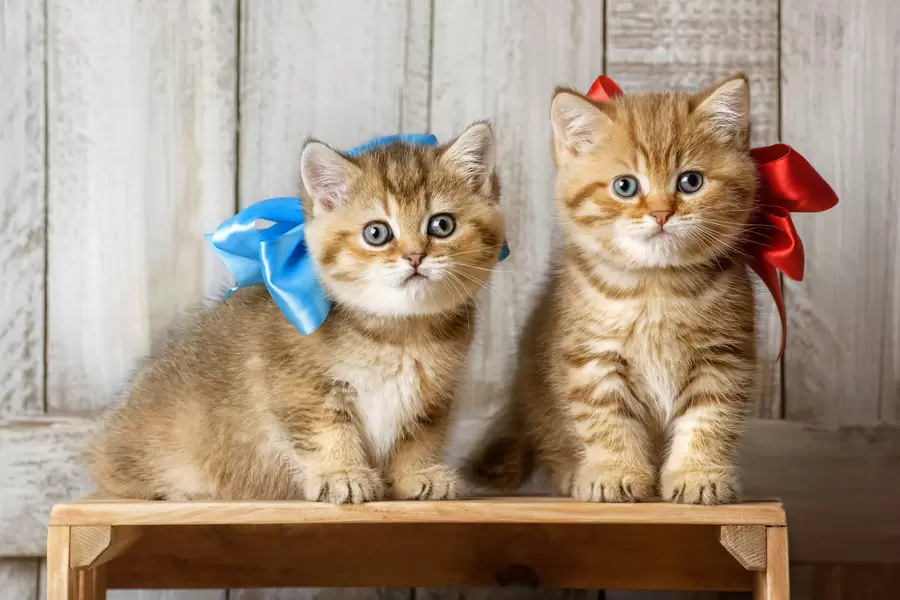 새틴 리본을 달고 있는 새끼 고양이