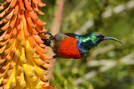 Greater double-collared sunbird