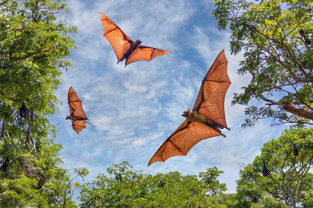 Bats in flight
