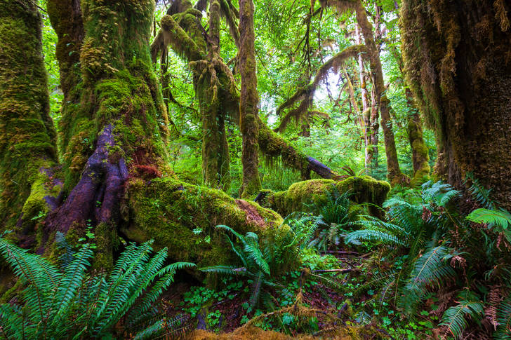 Une forêt tropicale