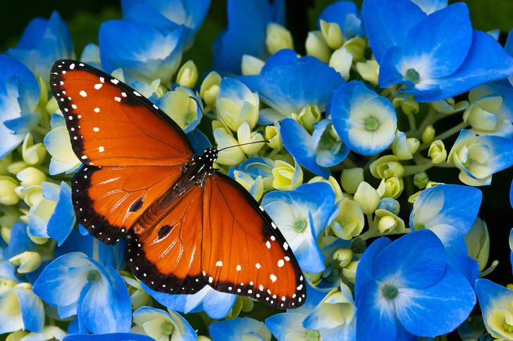 Butterfly on blue flowers