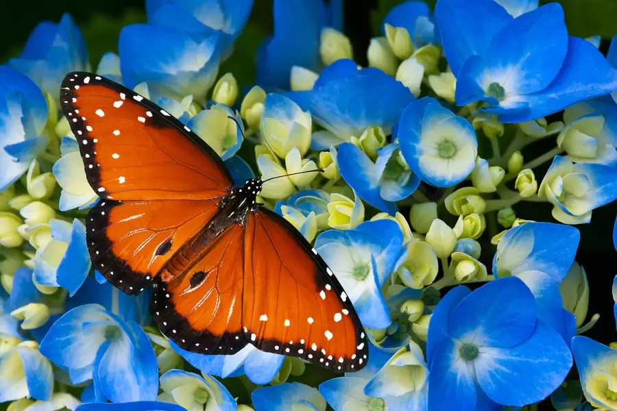 Vlinder op blauwe bloemen