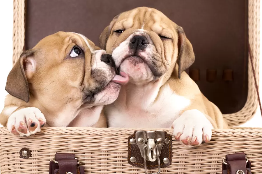 Sharpei valper