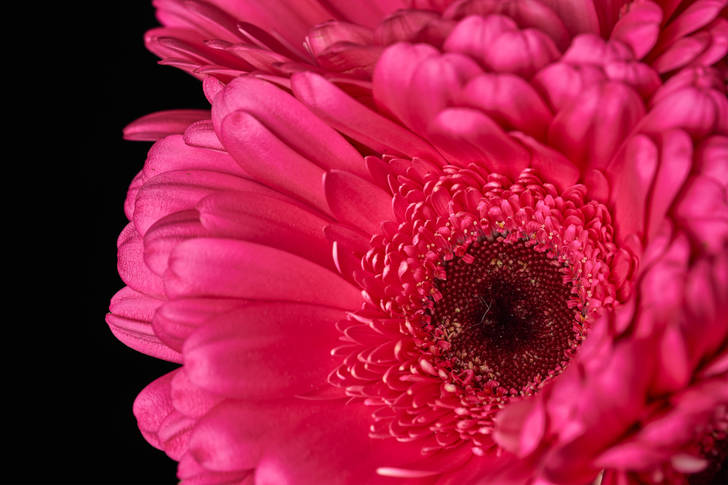 Foto macro di gerbera rosa