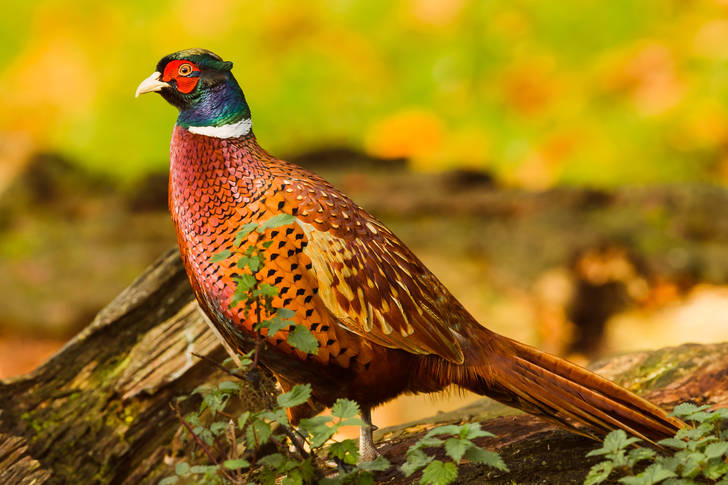Colorful pheasant