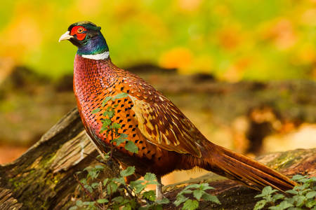 Красочный фазан