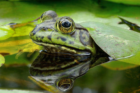 Americká žaba