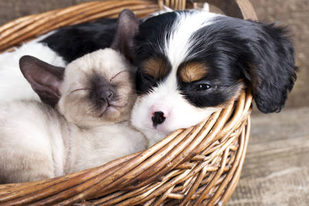 Puppy and kitten in a basket