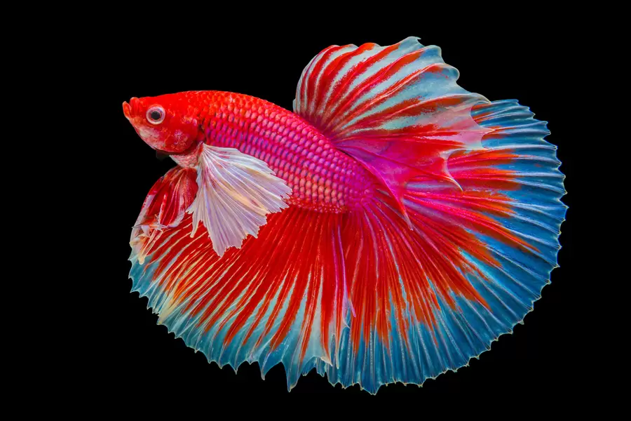 Cockerel fish