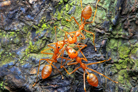 Röda myror