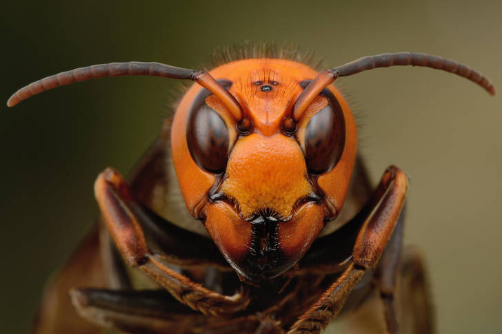 Macro photo of a hornet