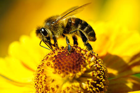 Abeja