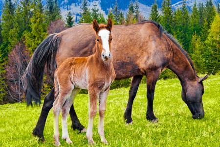 Young foal with mother