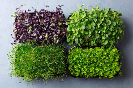 Microgreens