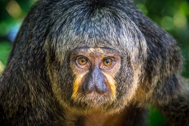 Мавпа Cакі-монах