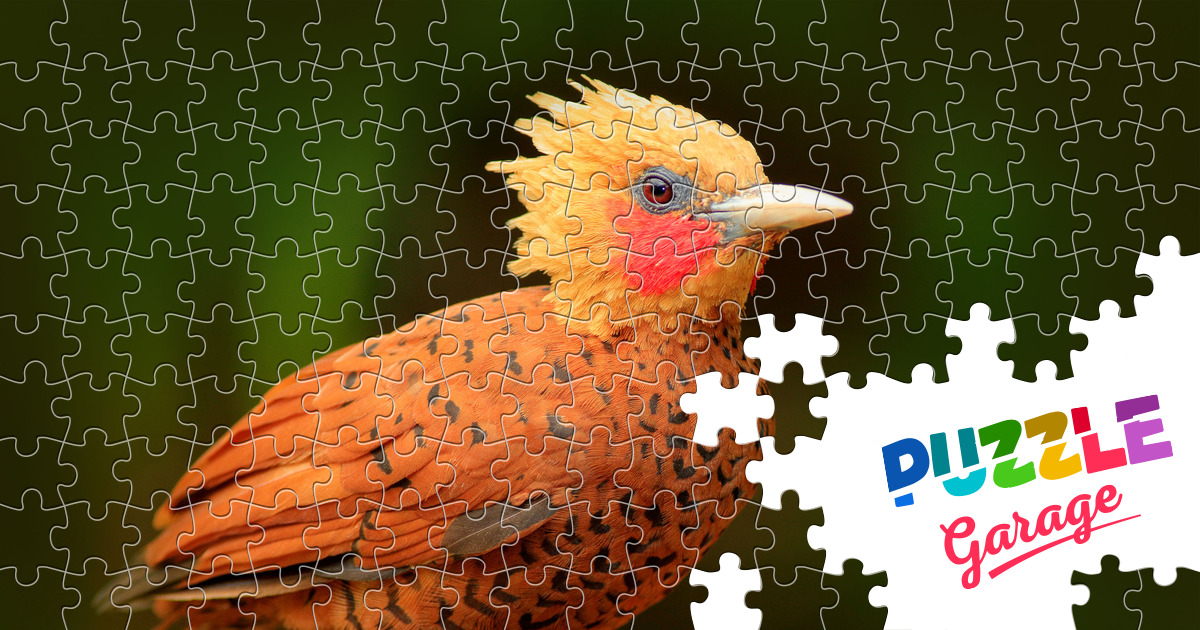 Chestnut woodpecker Jigsaw Puzzle (Animals, Birds) Puzzle Garage